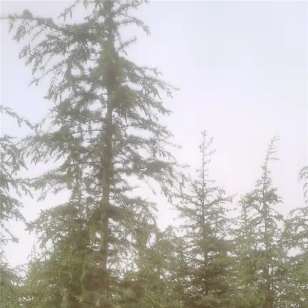 中规格雪松袋苗