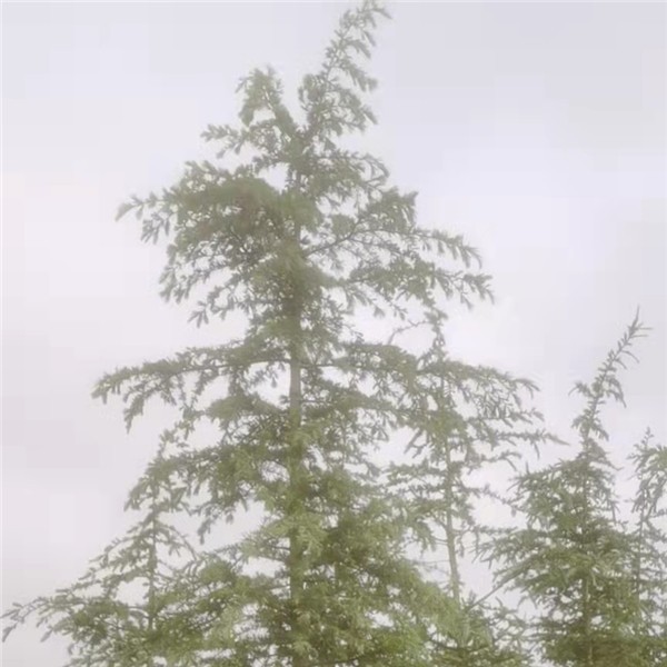 中规格雪松袋苗