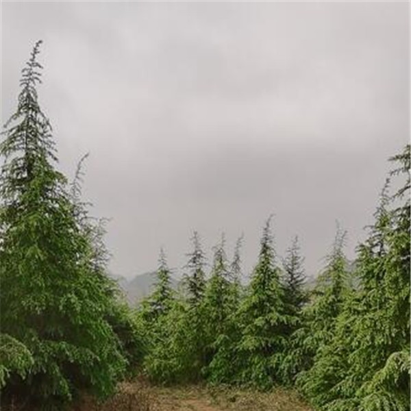 7一8米雪松
