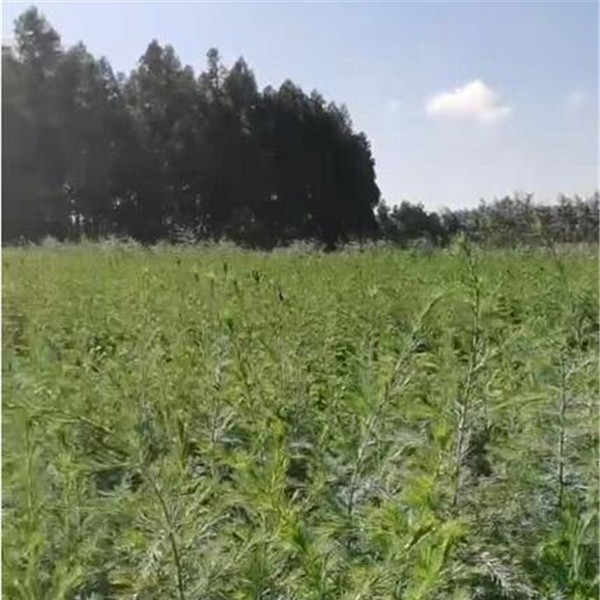1米雪松