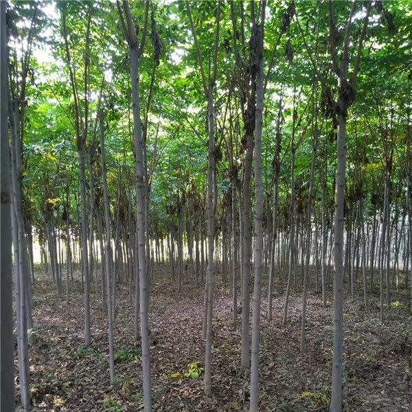 栾树