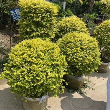 苗木基地