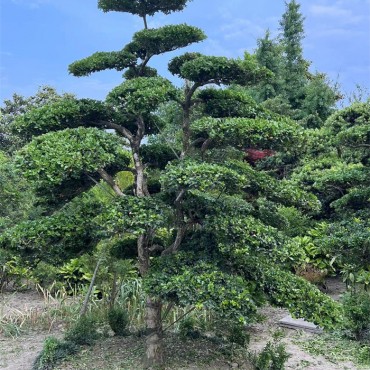 苗木基地