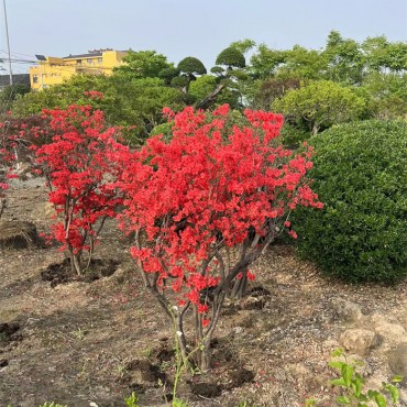 苗木基地