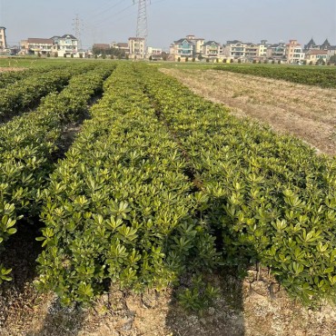 苗木基地