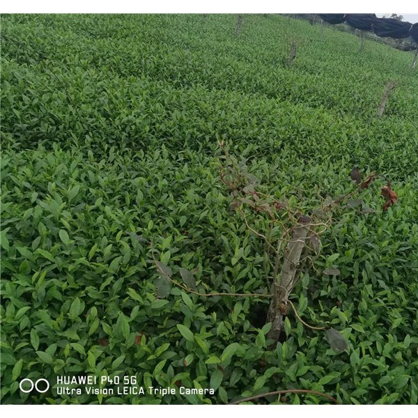 中茶108茶苗