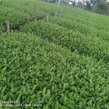 三花1951茶苗
