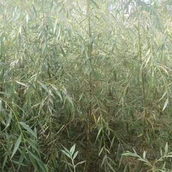 垂柳小苗