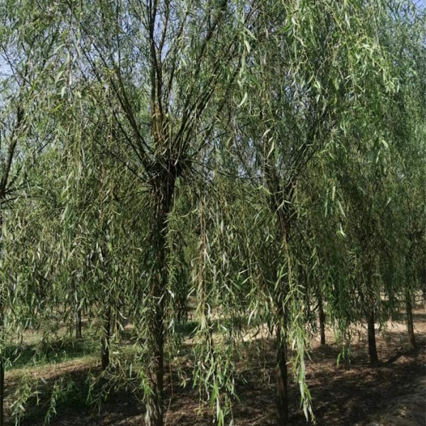 垂柳