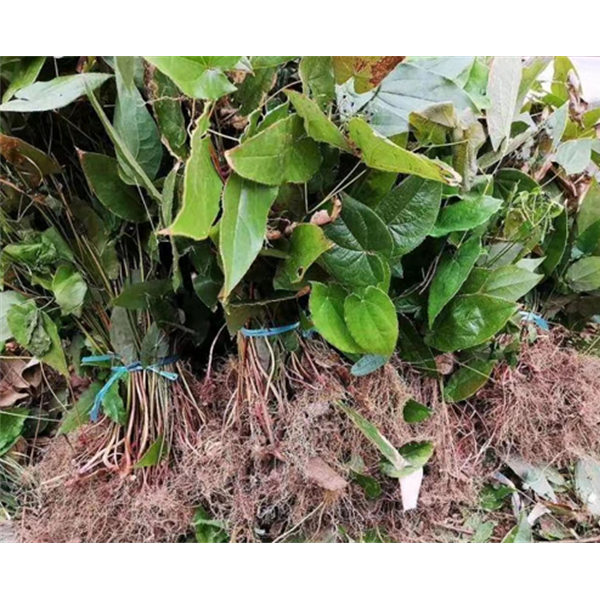 淫羊藿苗