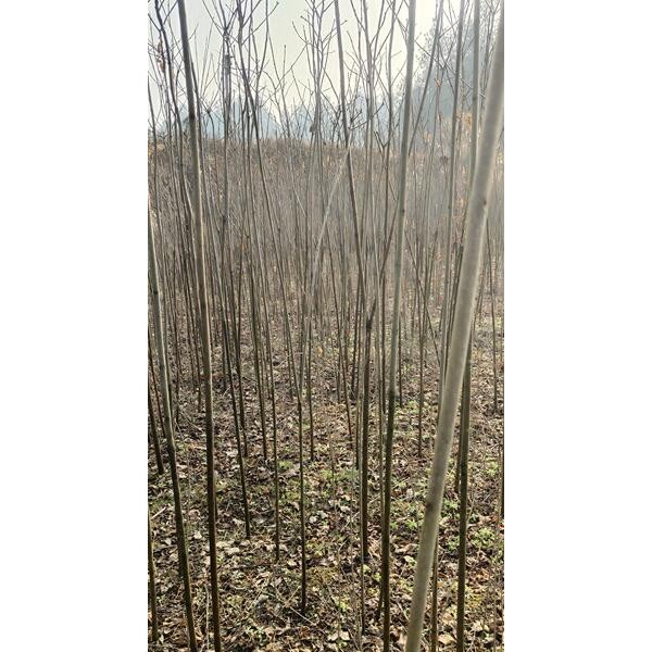 黄柏树苗