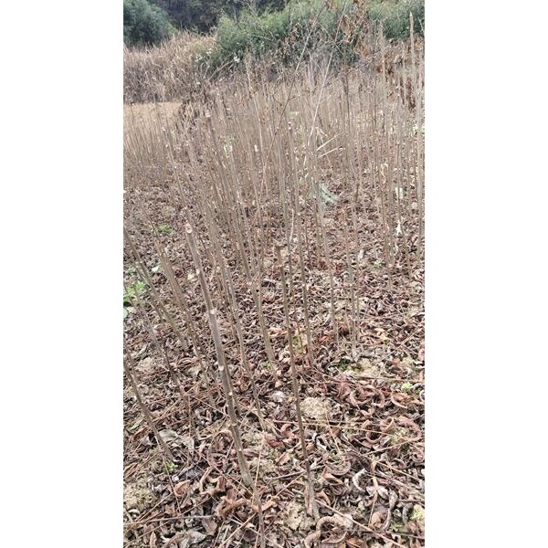 香椿树苗