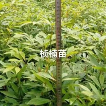 美桢楠营养袋苗