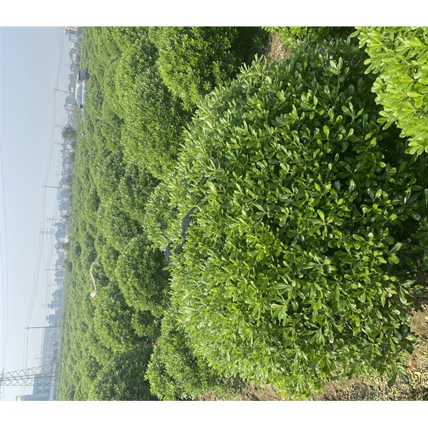 海桐球40-300元