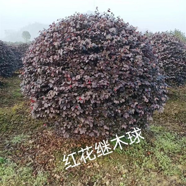 红花继木球80-240元
