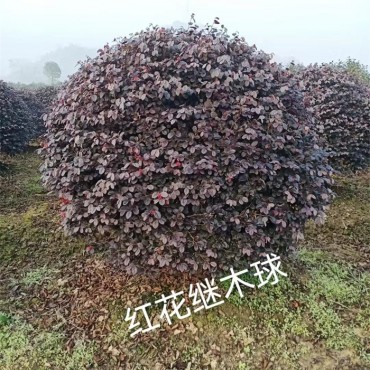 红花继木球80-240元