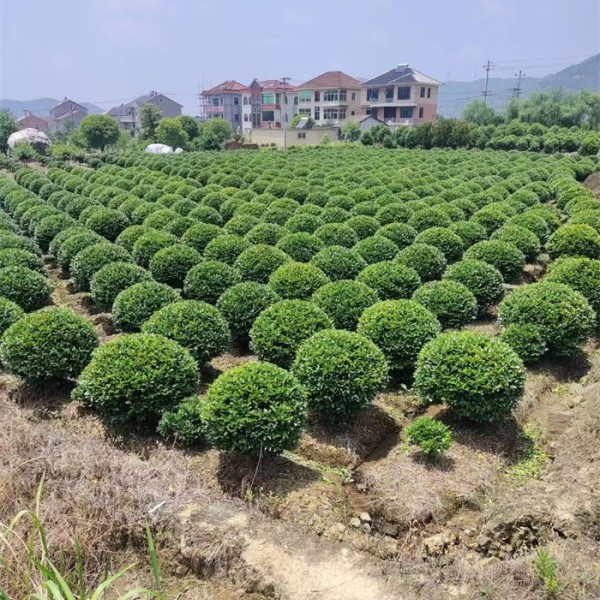 红花继木球80-240元