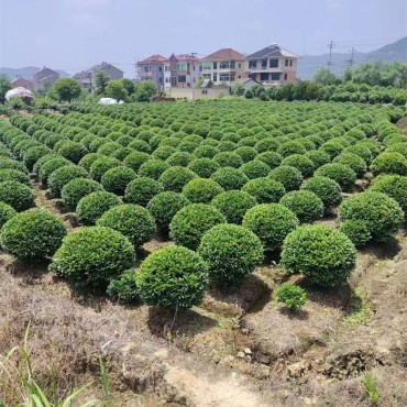 红花继木球80-240元