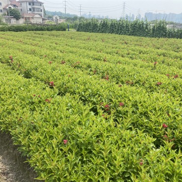 红王子锦带花0.3-1.1元