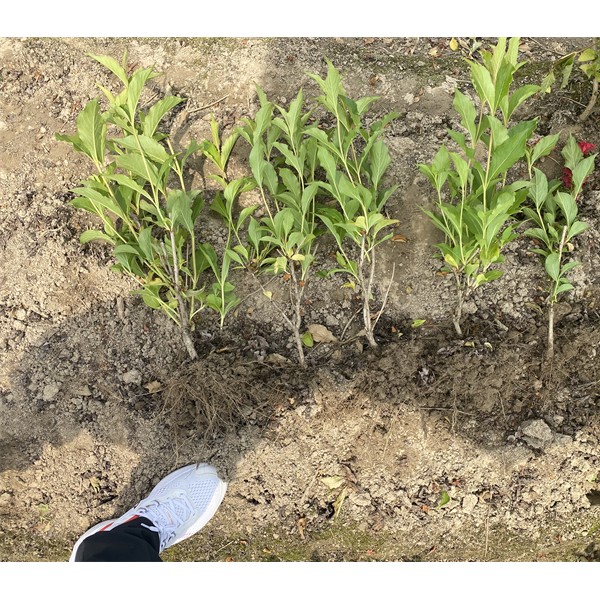 红王子锦带花0.3-1.1元