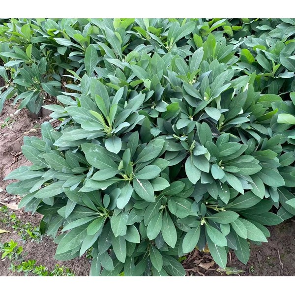 结香球80-120元