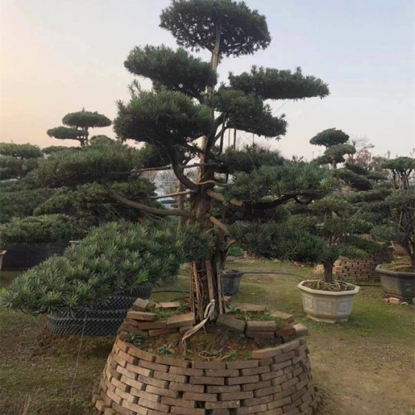 造型树