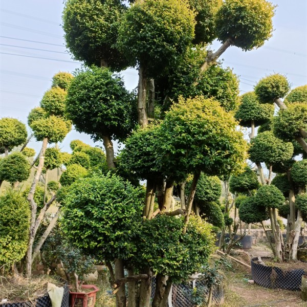 造型树