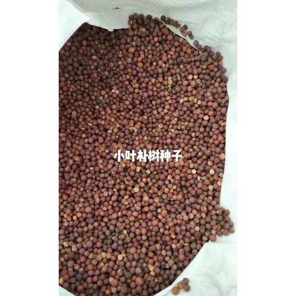 小叶朴树种子