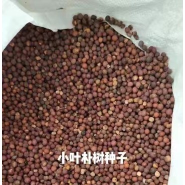 小叶朴树种子
