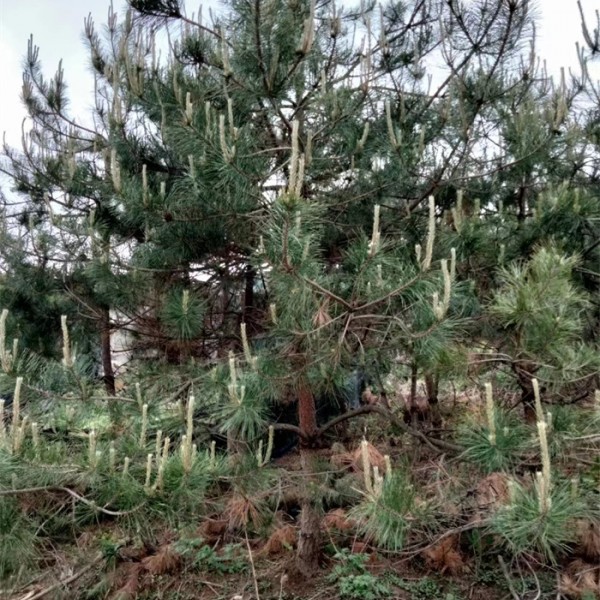 油松苗
