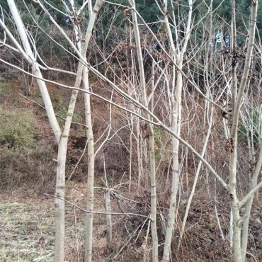 核桃树