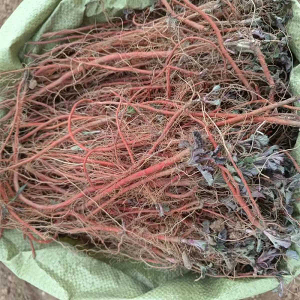 丹参苗基地