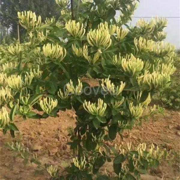树形金银花苗