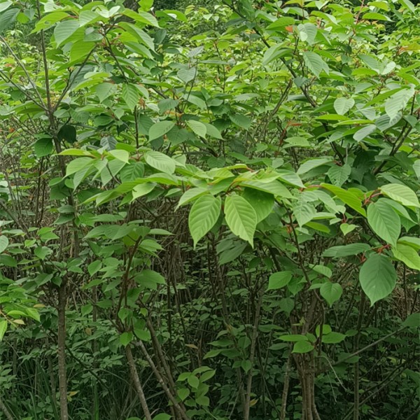 樱花苗