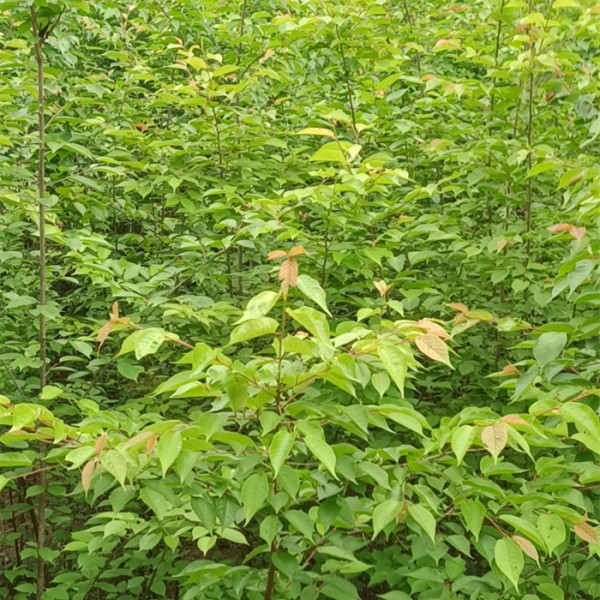 山樱桃苗（大青叶）