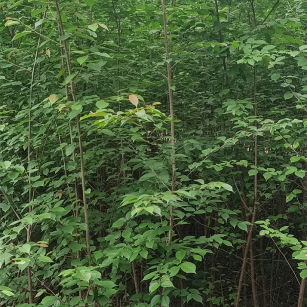 山樱桃苗（大青叶）