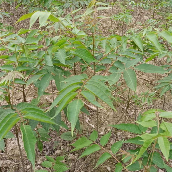 漆树苗