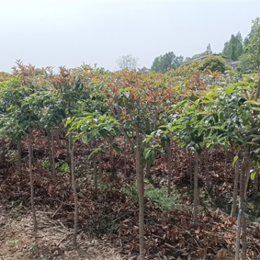 桂花树