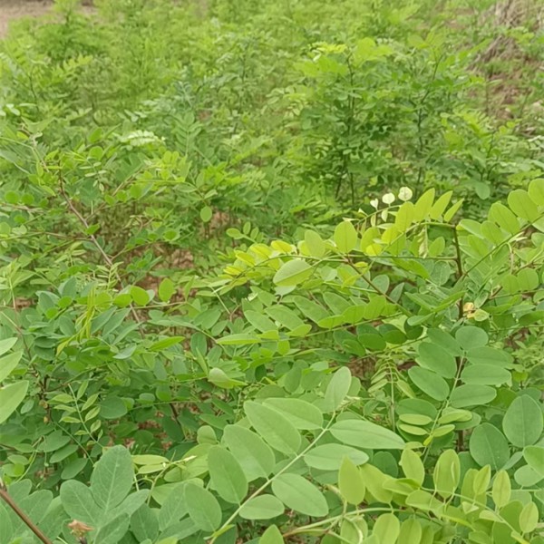 刺槐苗