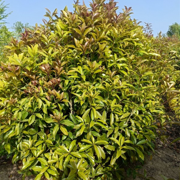桂花球