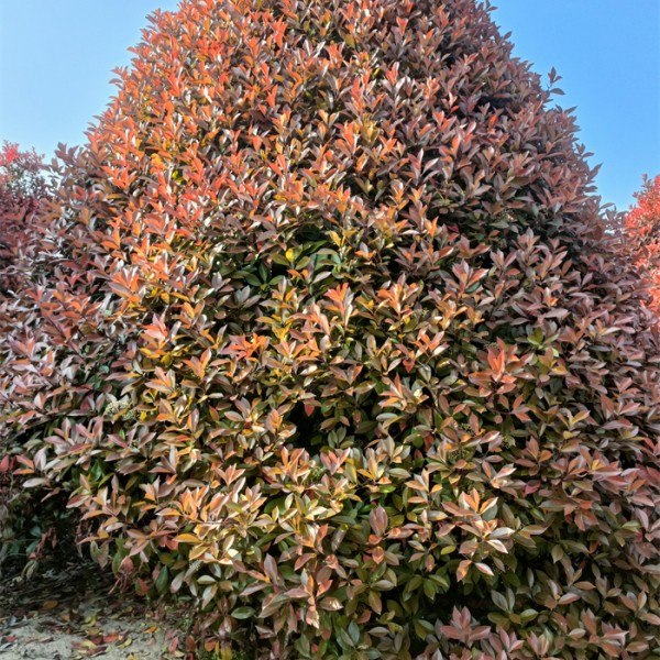 红叶石楠球