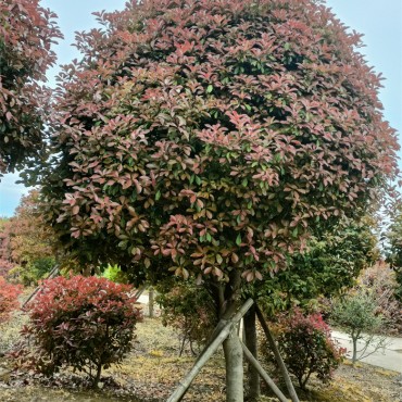 红叶石楠树