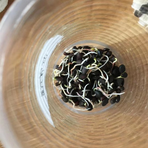 杜梨种子