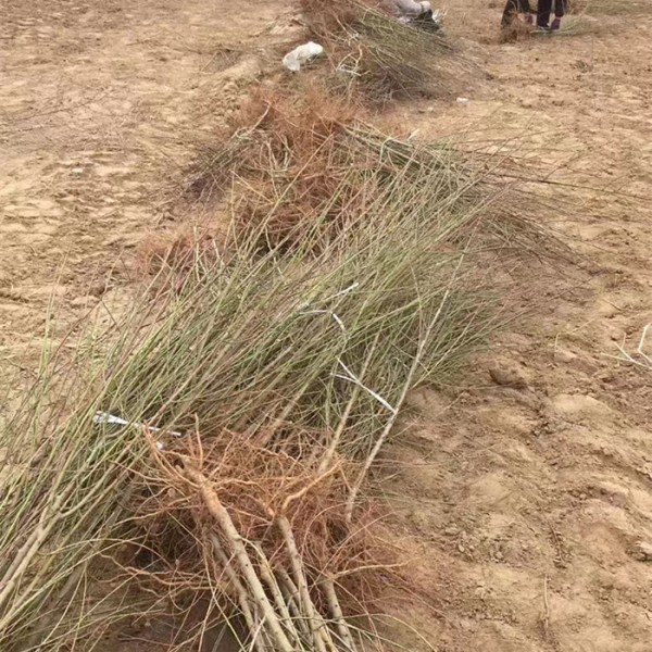 毛桃苗