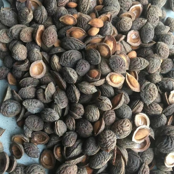 毛桃种子