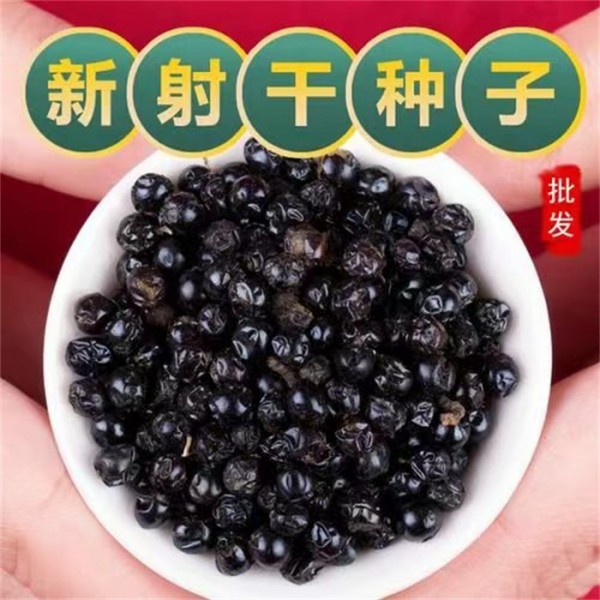 射干种子