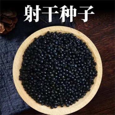 射干种子