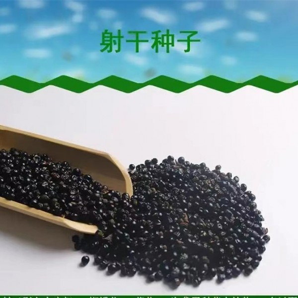 射干种子