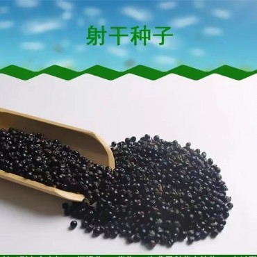 射干种子
