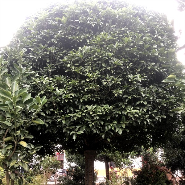 丛生桂花树